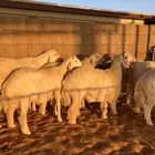 للبيع بهم حري فل شحم