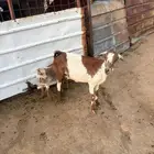 عنز جنوبيه خلفه تم البيع