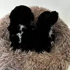 كلاب شيبو للبيع shih poo puppies for sale