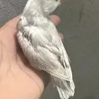 فرخ فيشر هولندي