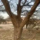 بذور سمر الرديانا ( العملاق )