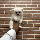 كلاب بمرنيان تي كب
