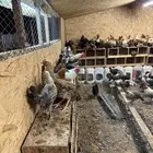 دجاج بياض