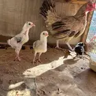 للبيع دجاجة معها ثلاثة فروخ تم البيع