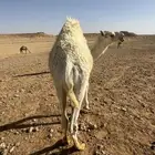 حاشي للبيع