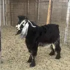 تيس ثني فحل