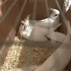 فروخ كروان البينو عيون حمر