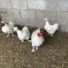 زوجين دجاج قطني سلكي لون ابيض