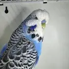 ذكر بادجي انقليزي (تم البيع)