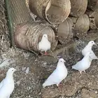 حمام فرنسي جامبو وسلفر ومشكل