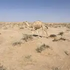 بكره شقحا طيبه شحم