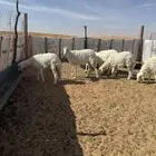 طليان حريات