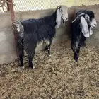 ماعز عارضيات للبيع