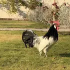 للبيع طقم دجاج لاكنفلدر لكنفلدر سلالة المانية