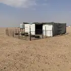 مراح للبيع جاهز مع خيمه الراعي