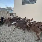 عنقان صنف للبيع