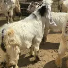 تيس