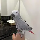 كاسكو اليف ومتكلم