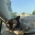 قط للتبني