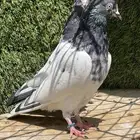 حمام باكستاني