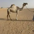 صعود طيبه