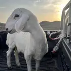 طلي مشروع فحل