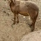 سواكن حمري جبر ووسط
