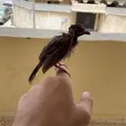 بلبل ما في شي امورا  طيبه