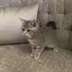 بسه للبيع