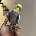 طير نص هدد يجي على مزاجه ذكر عمره سنه ونص وجاهز للنتاج