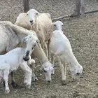 ضان مناتيج وقرايب