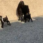 عنز طيبه والد مع 3