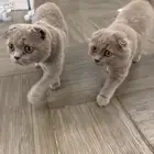 بسة سكوتش انثى