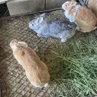 ارانب للبيع