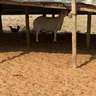 حريه حائل مقفله شحم