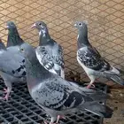 طبات زاجل سباق 2025
