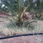 صقعي سكري برحي مجدول