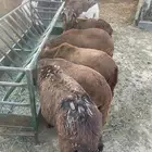 طليان مرابي سواكني طيبة