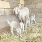 عنز للبيع معها 3 الموقع مكه جعرانه معليش التصوير اشوي
