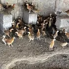 فروخ دجاج بلدي للبيع
