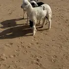بهم حريات
