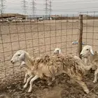 اذكر الله وصلوا على النبي مكة المكرمة عمك اعرض لكم الصنف ا