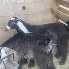 جفار للبيع
