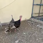 رومي للبيع