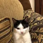 تم التبني