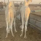 قعدان طيبه فل الفل