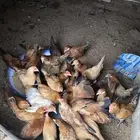 دجاج بلدي