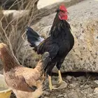 ديك عربي أكحل أفرق مقبع