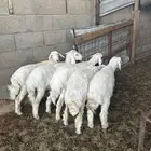 بهم رخال وطلي