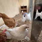 ديوك لوهمان عدد خمسه او سته بيور